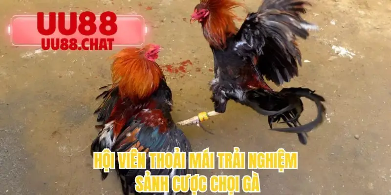 Hội viên thoải mái trải nghiệm sảnh cược chọi gà